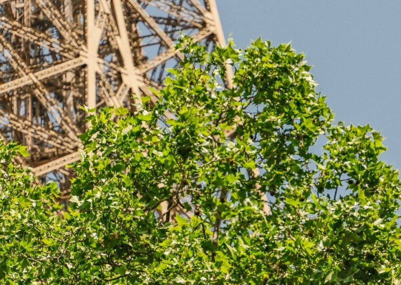 Eiffel Tower Paris - GreenMax - TreeBuilders - TreeParker (6)