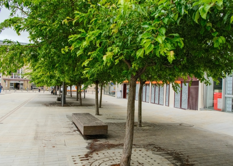 Gare de Troyes TreeParker arbres (11)