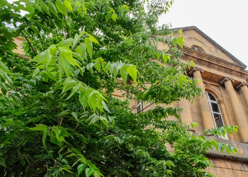 Place de Chambre - Metz - TreeParker - GreenMax (4)