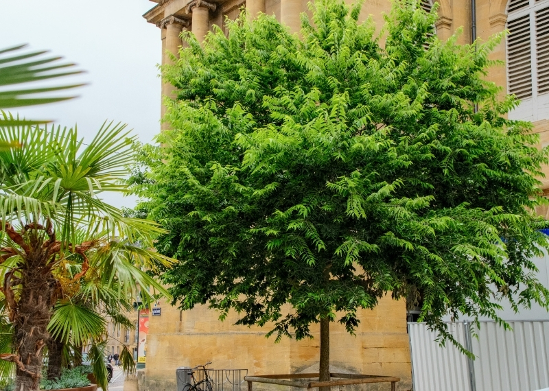 Place de Chambre - Metz - TreeParker - GreenMax (3)