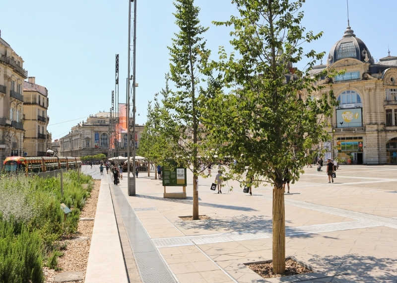 Place de la Comédie Montpellier - TreeParker - GreenMax TreeBuilders (10)