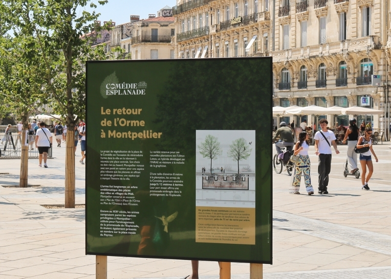 Place de la Comédie Montpellier - TreeParker - GreenMax TreeBuilders (12)