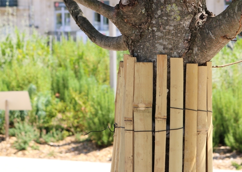 Place de la Comédie Montpellier - TreeParker - GreenMax TreeBuilders (2)