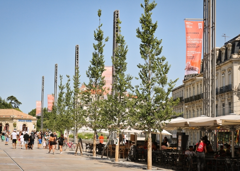 Place de la Comédie Montpellier - TreeParker - GreenMax TreeBuilders (22)