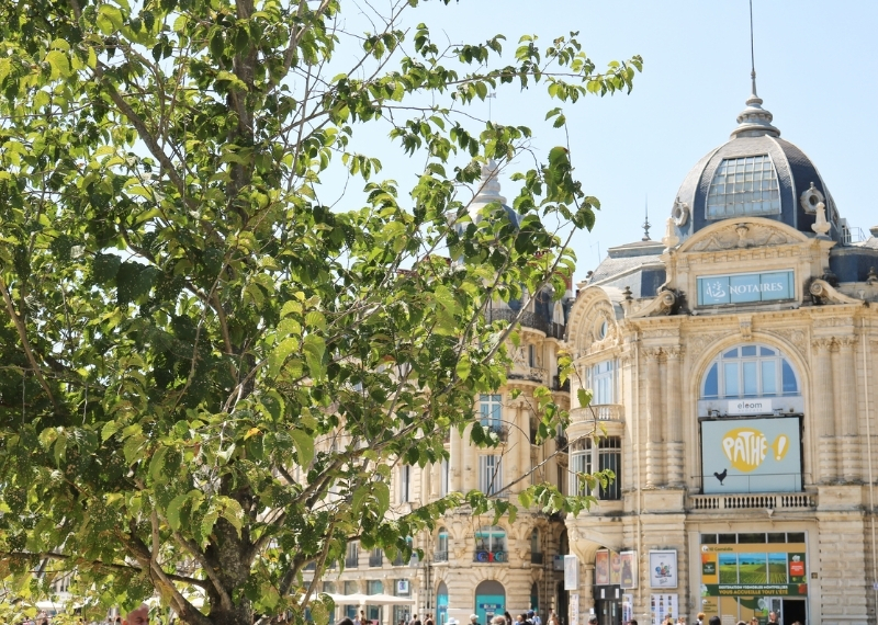 Place de la Comédie Montpellier - TreeParker - GreenMax TreeBuilders (8)