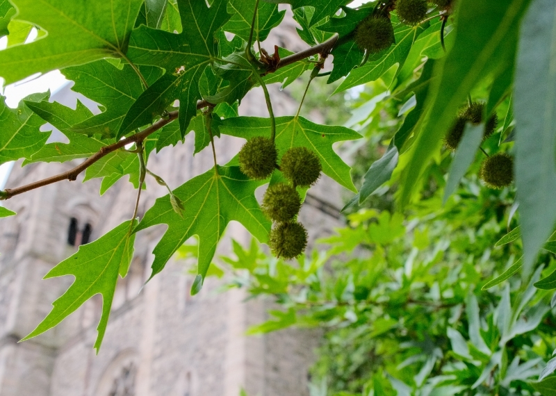 TreeParker - Place de la Comédie - Metz (10)