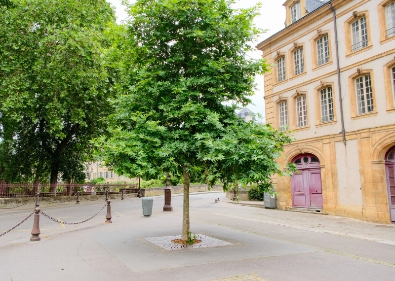 Place de Chambre - Metz - TreeParker - GreenMax (3)