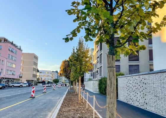 Buchserstrasse Aarau–Buchs–Suhr - TreeParker - GreenMax TreeBuilders (2)