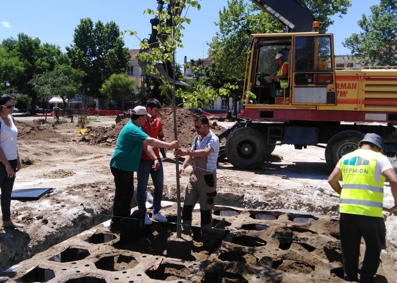Ergatiki Protomayia, Larisa - TreeParker - GreenMax TreeBuilders - Urban Green (5)