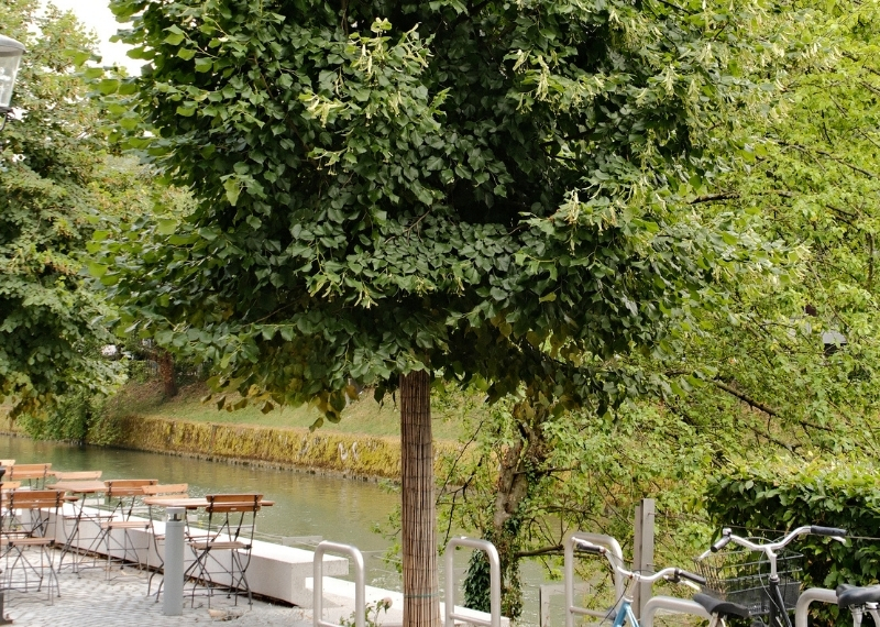 Ljubljana - Center Rog - urban trees - GreenMax TreeParker TreeBuilders (20)